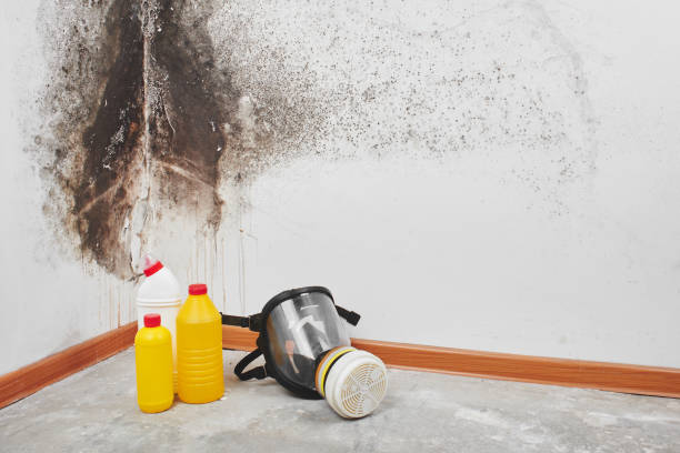 Best Home Mold Removal  in Hector, MN