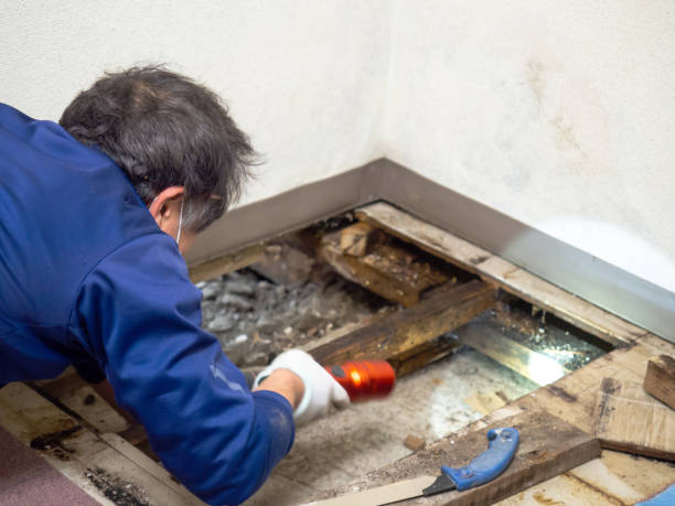 Best Same-Day Mold Removal  in Hector, MN