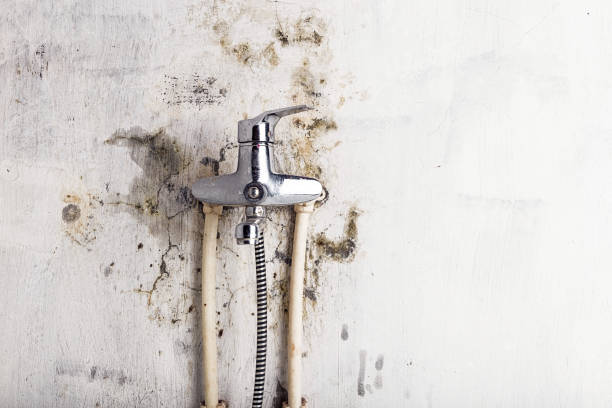 Best Water Damage Restoration  in Hector, MN