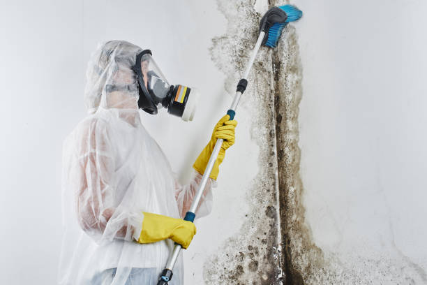 Best Toxic Mold Removal  in Hector, MN