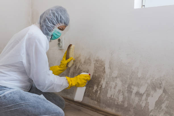 Professional Mold Removal in Hector, MN