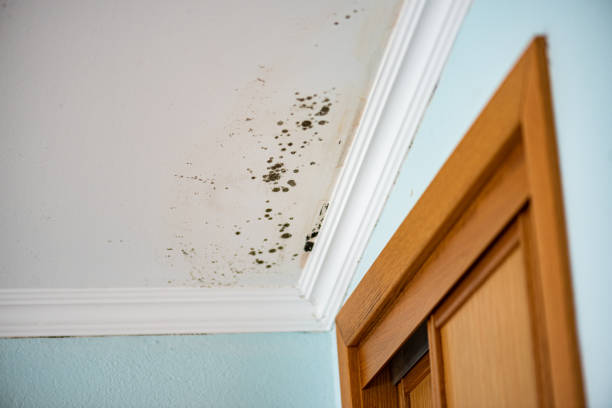 Crawl Space Mold Removal in Hector, MN