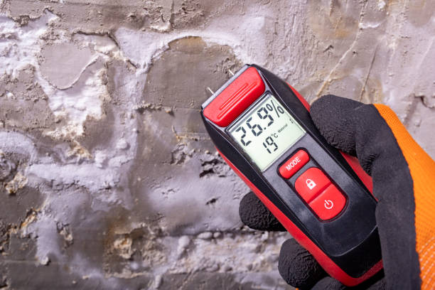Best Mold Removal Near Me  in Hector, MN