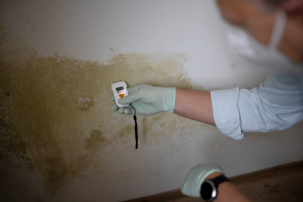 Best Mold Remediation  in Hector, MN