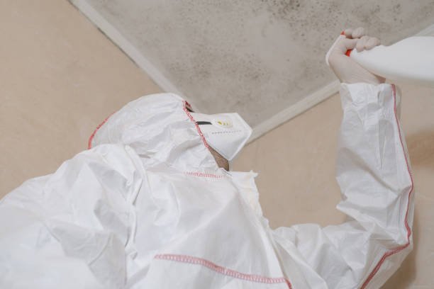 Best Mold Remediation  in Hector, MN