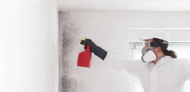 Best Local Mold Removal Service  in Hector, MN