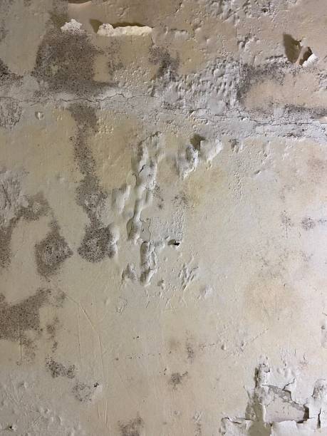Best Residential Mold Removal  in Hector, MN
