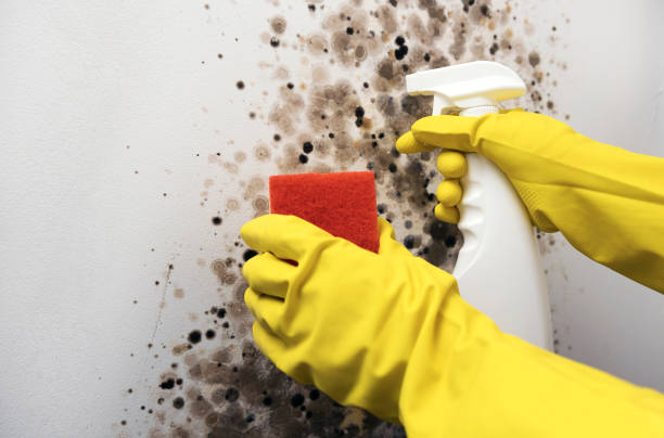 Best Commercial Mold Removal  in Hector, MN