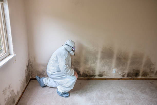 Best Mold Testing  in Hector, MN