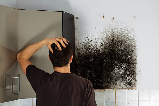Best Mold Testing  in Hector, MN