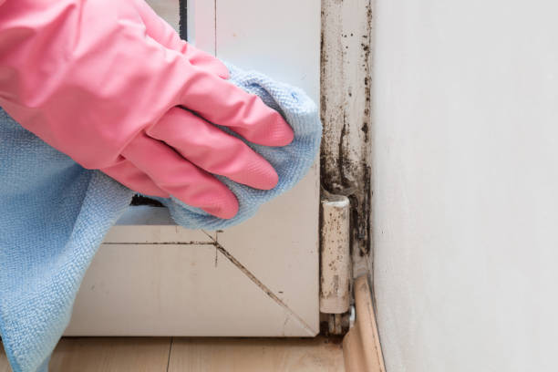 Best Mold Cleaning Services  in Hector, MN